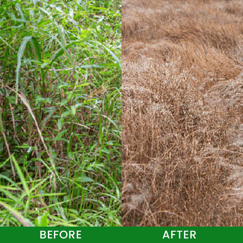 🌲Ourlyard® Cyclosinone Herbicide Granules
